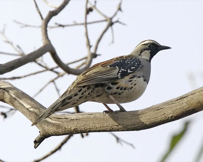 File:Spotted Quail-thrush (Cinclosoma punctatum) - Flickr - Lip Kee.jpg