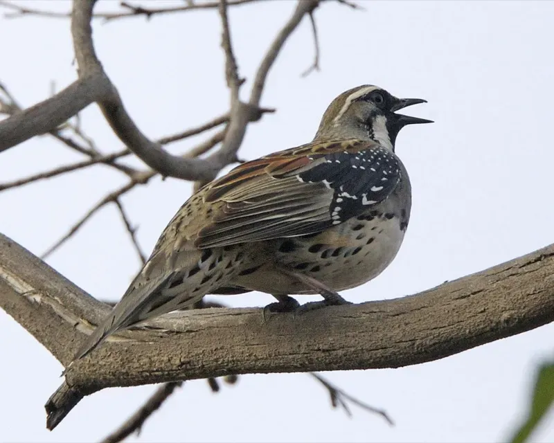 File:Spotted Quail-thrush (Cinclosoma punctatum) male calling - Flickr - Lip Kee.jpg