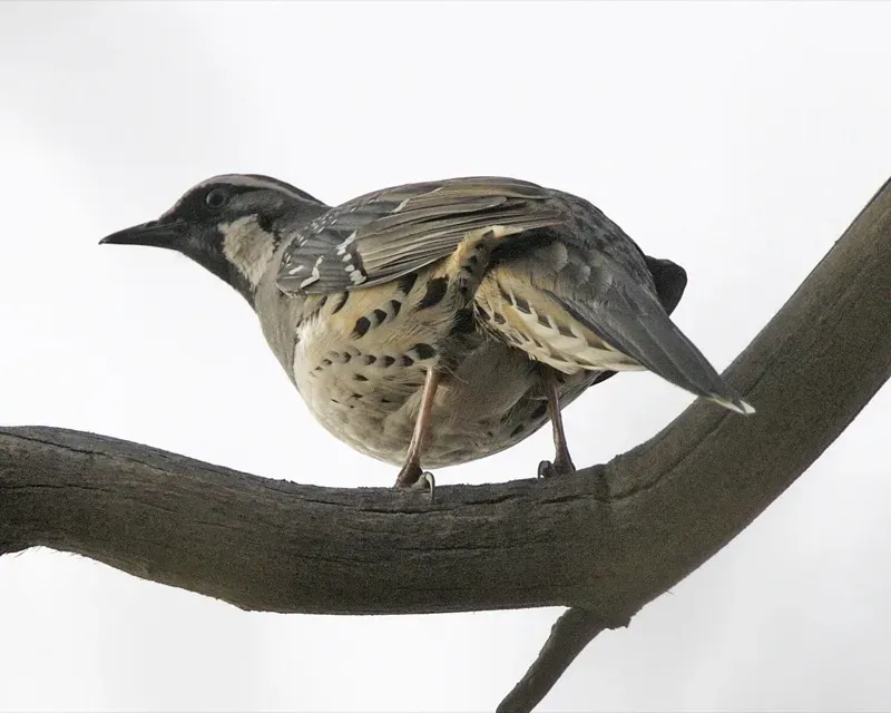File:Spotted Quail-thrush (Cinclosoma punctatum) - Flickr - Lip Kee (1).jpg