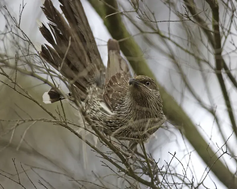 File:Brush Wattlebird - Little wattlebird (Anthochaera chrysoptera) - Flickr - Lip Kee.jpg