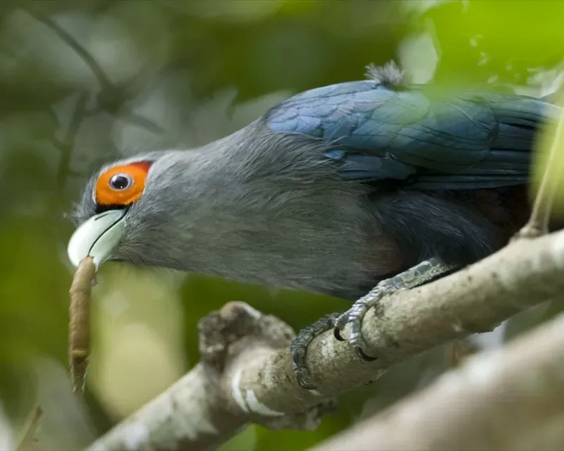 File:Chestnut-bellied Malkoha (Phaenicophaeus sumatranus) - Flickr - Lip Kee (3).jpg