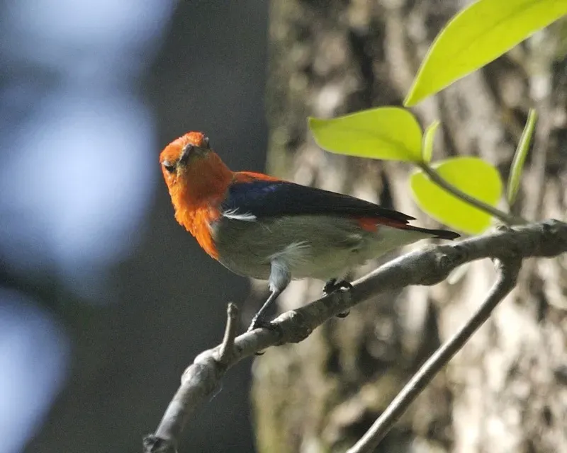 File:Scarlet-headed Flowerpecker (Dicaeum trochileum) - Flickr - Lip Kee (1).jpg