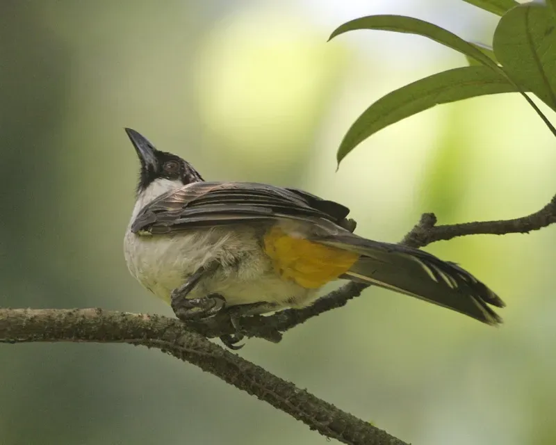 File:Sooty-headed Bulbul (Pycnonotus aurigaster aurigaster) - Flickr - Lip Kee.jpg