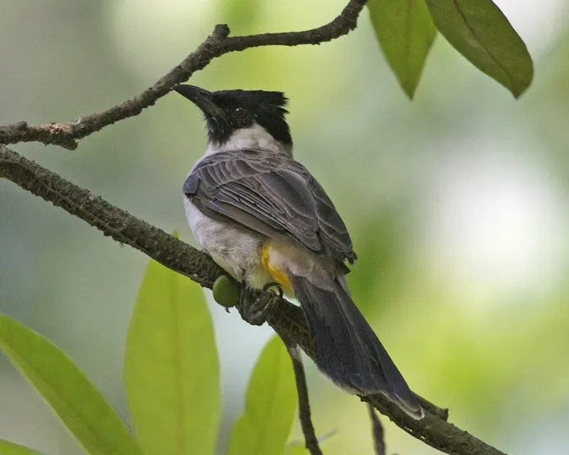 File:Sooty-headed Bulbul (Pycnonotus aurigaster aurigaster) - Flickr - Lip Kee (1).jpg
