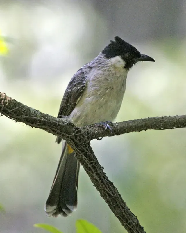 File:Sooty-headed Bulbul (Pycnonotus aurigaster aurigaster) - Flickr - Lip Kee (2).jpg