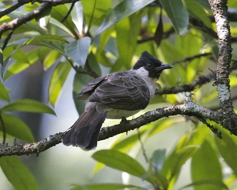 File:Sooty-headed Bulbul (Pycnonotus aurigaster aurigaster) - Flickr - Lip Kee (3).jpg