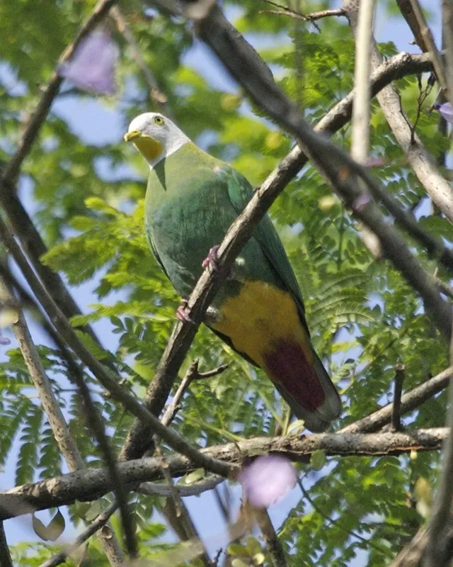 File:Black-naped Fruit-Dove (Ptilinopus melanospilus) - Flickr - Lip Kee (1).jpg