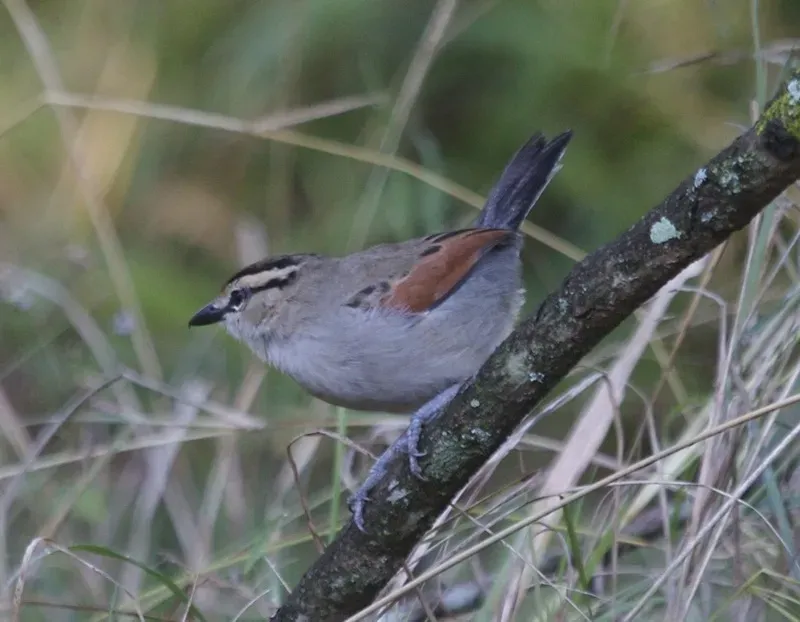 File:Brown-crowned Tchagra (Tchagra australis), Masai Mara, Kenya 1.jpg