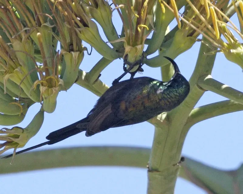 File:Bronze Sunbird (Nectarinia kilimensis) - Flickr - Lip Kee (1).jpg