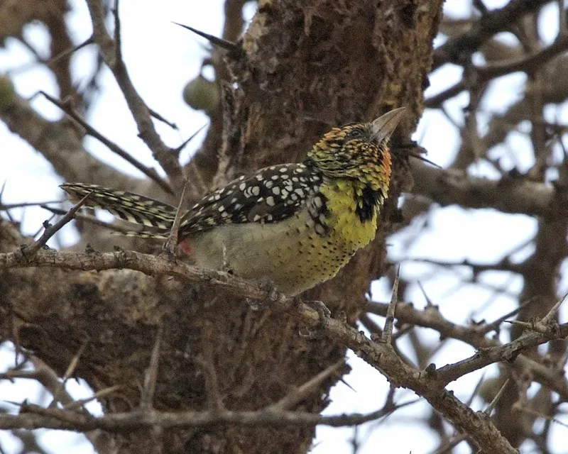 File:Red-and-yellow Barbet (Trachyphonus erythrocephalus) - Flickr - Lip Kee.jpg