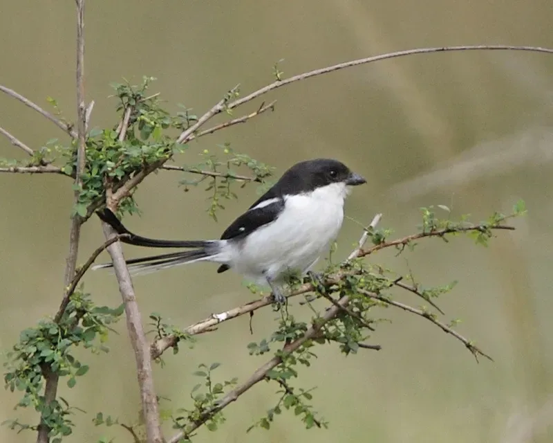 File:Lanius humeralis, Masai Mara 1.jpg