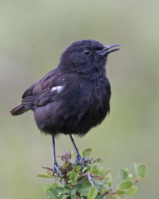 File:Sooty Chat (Myrmecocichla nigra) - Flickr - Lip Kee.jpg