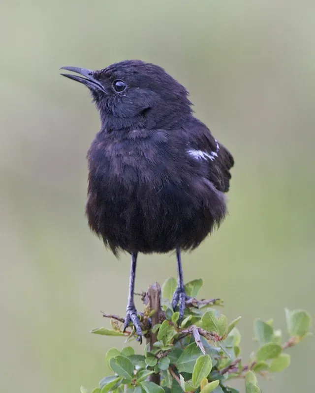 File:Sooty Chat (Myrmecocichla nigra) - Flickr - Lip Kee (1).jpg