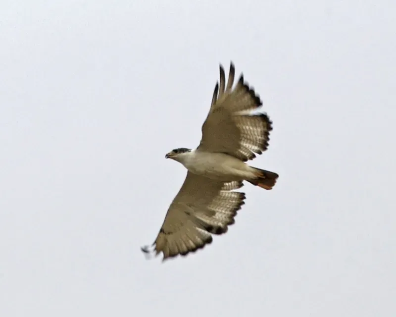File:Augur Buzzard (Buteo augur) - Flickr - Lip Kee.jpg