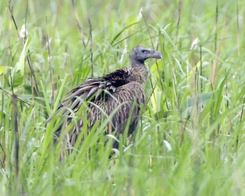 File:White-rumped Vulture (Gyps bengalensis) - Flickr - Lip Kee (1).jpg