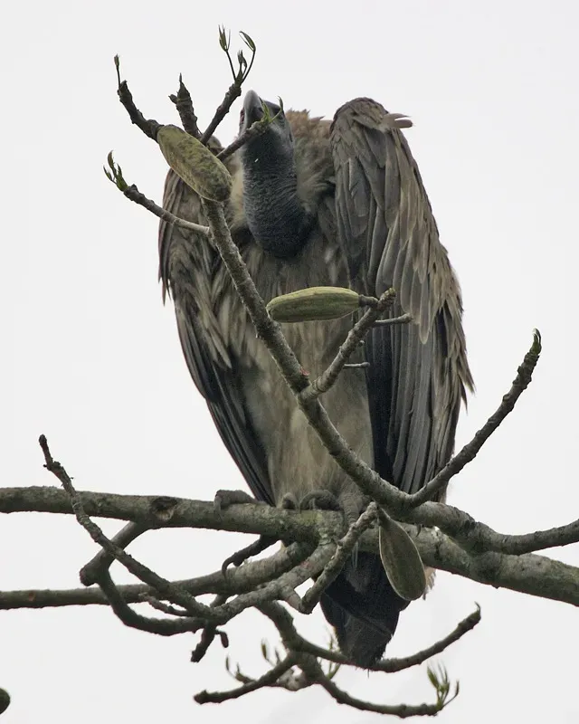 File:White-rumped Vulture (Gyps bengalensis) - Flickr - Lip Kee (2).jpg
