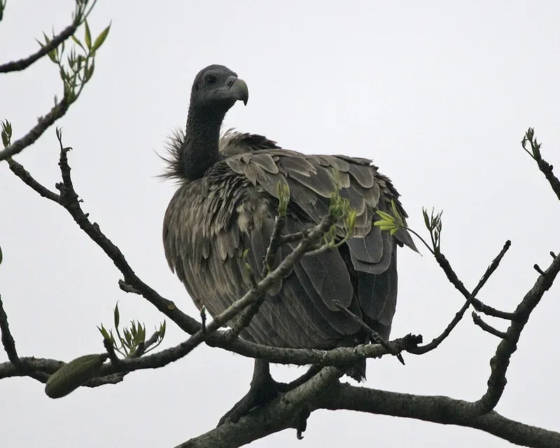 File:White-rumped Vulture (Gyps bengalensis) - Flickr - Lip Kee (3).jpg