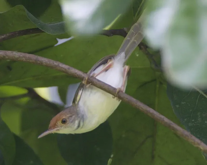 File:Dark-necked Tailorbird (Orthotomus atrogularis atrogularis) f - Flickr - Lip Kee.jpg