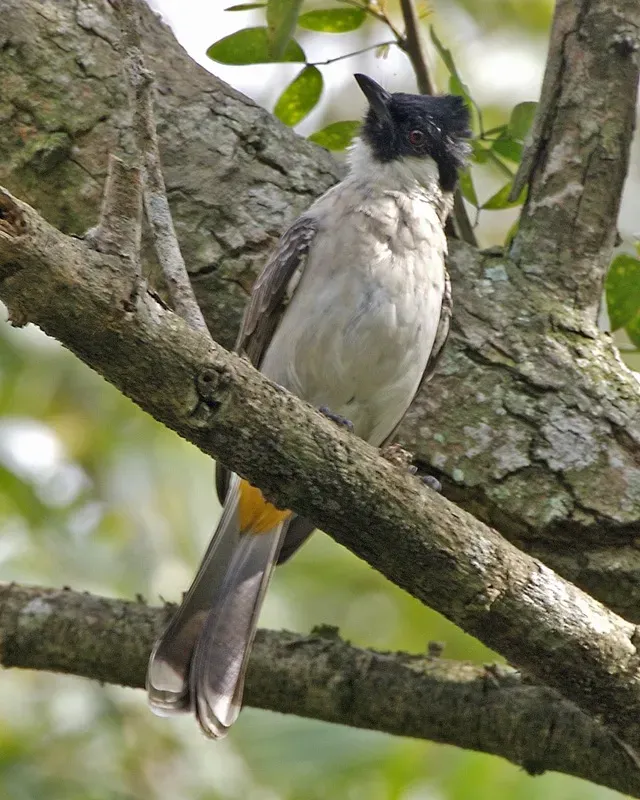 File:Sooty-headed Bulbul (Pycnonotus aurigaster aurigaster) - Flickr - Lip Kee (4).jpg