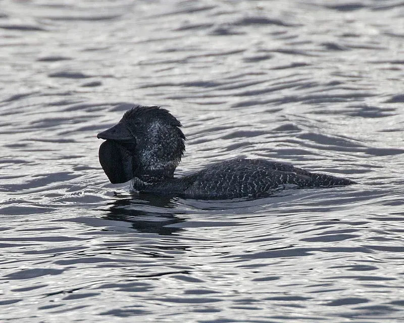 File:Musk Duck (Biziura lobata) male - Flickr - Lip Kee.jpg