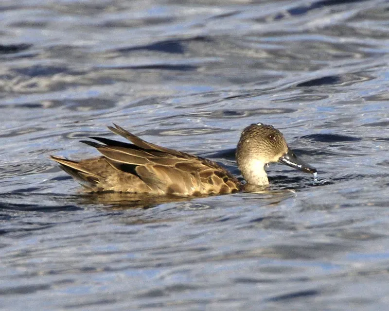 File:Grey Teal (Anas gracilis) - Flickr - Lip Kee.jpg