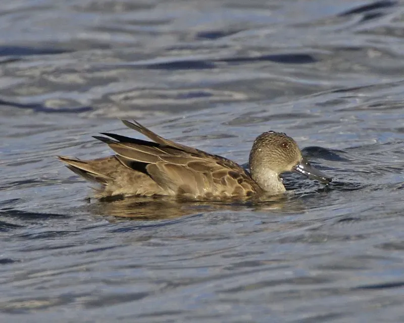 File:Grey Teal (Anas gracilis) - Flickr - Lip Kee (2).jpg