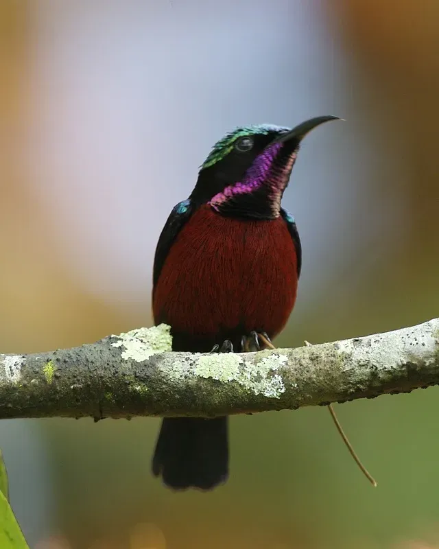 File:Van Hasselt's Sunbird (Leptocoma brasiliana) - Flickr - Lip Kee (1).jpg