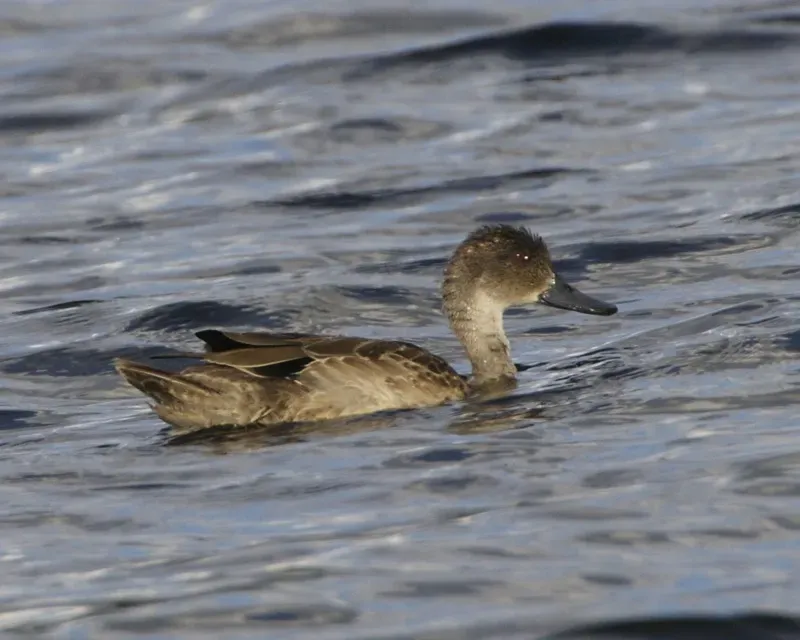 File:Grey Teal (Anas gracilis) - Flickr - Lip Kee (3).jpg