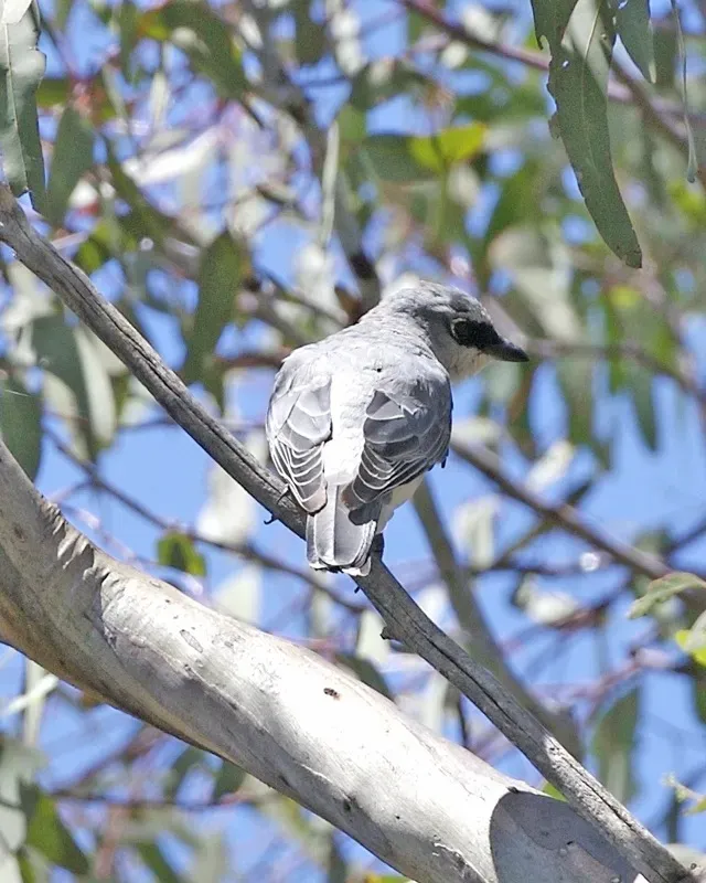 File:White-bellied Cuckooshrike (Coracina papuensis) - Flickr - Lip Kee.jpg