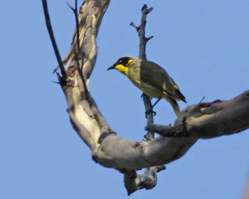File:Yellow-tufted Honeyeater (Lichenostomus melanops) - Flickr - Lip Kee (3).jpg