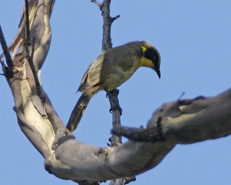File:Yellow-tufted Honeyeater (Lichenostomus melanops) - Flickr - Lip Kee (4).jpg