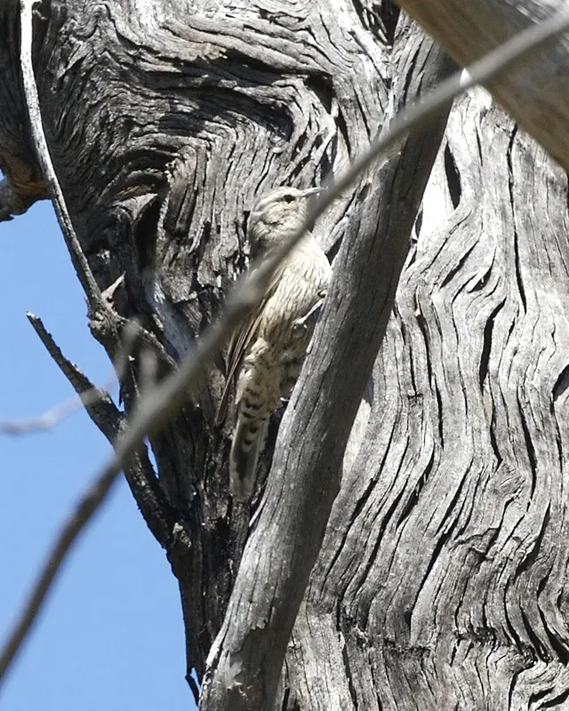 File:Brown Treecreeper (Climacteris picumnus) - Flickr - Lip Kee.jpg