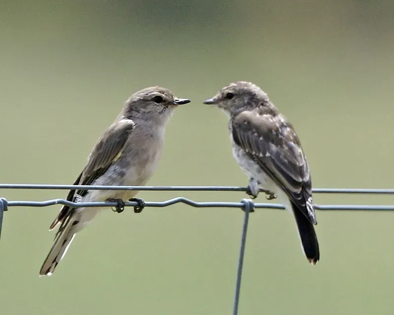File:Jacky-winter (Microeca fascinans) - Flickr - Lip Kee (2).jpg