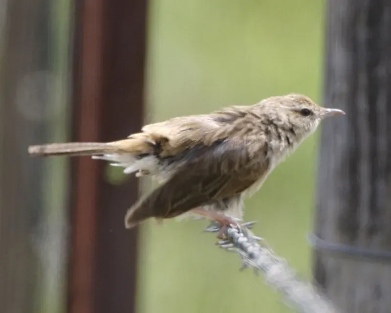 File:Rufous Songlark (Cincloramphus mathewsi) - Flickr - Lip Kee (1).jpg