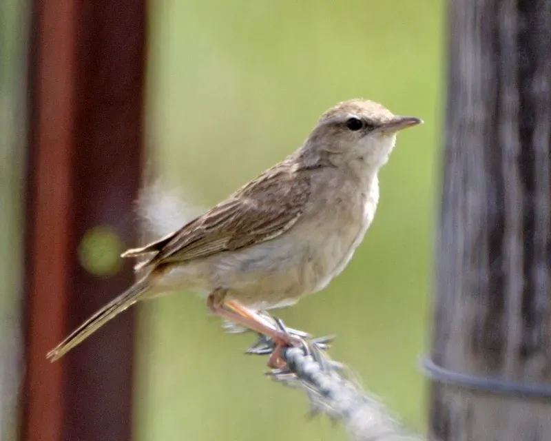 File:Rufous Songlark (Cincloramphus mathewsi) - Flickr - Lip Kee (2).jpg