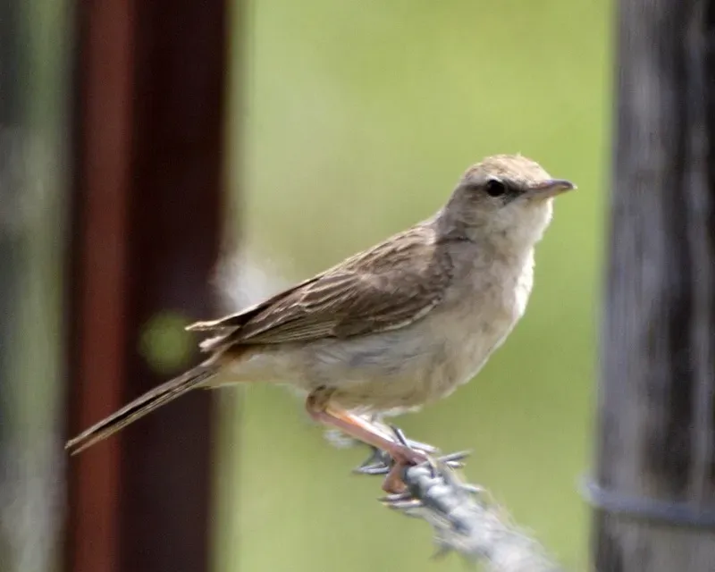File:Rufous Songlark (Cincloramphus mathewsi) - Flickr - Lip Kee (3).jpg