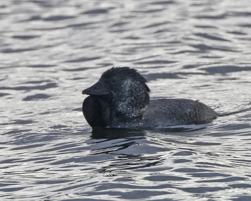 File:Musk Duck (Biziura lobata) male - Flickr - Lip Kee (1).jpg