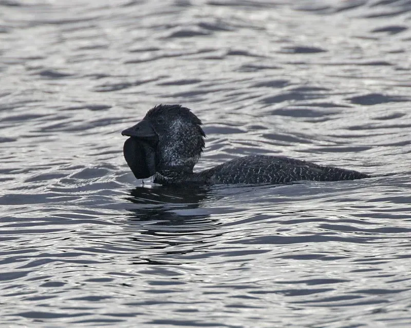 File:Musk Duck (Biziura lobata) male - Flickr - Lip Kee (2).jpg