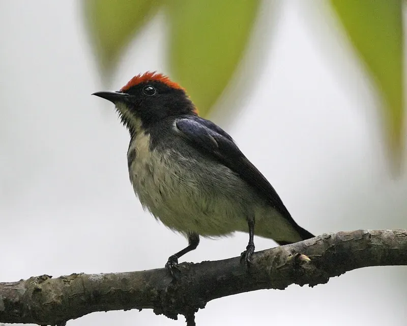File:Scarlet-backed Flowerpecker (Dicaeum cruentatum) - Flickr - Lip Kee.jpg