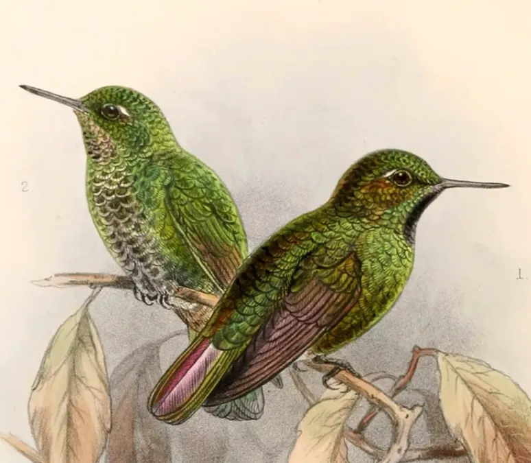 File:Metallura williami atrigularis 1894.jpg