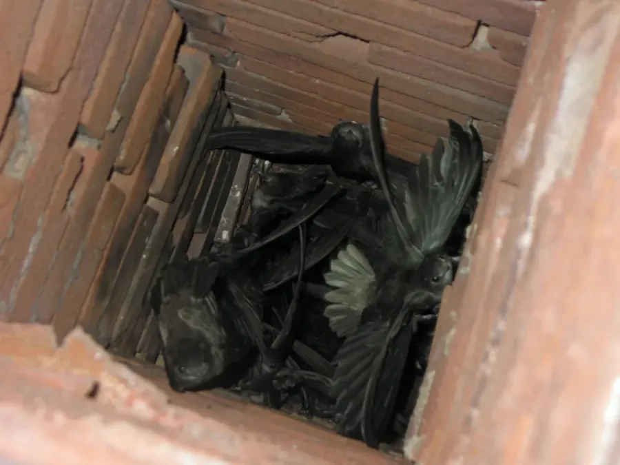 File:Chaetura pelagica -Perryville, Missouri, USA -chimney-8.jpg
