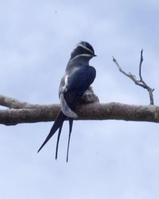 File:Moustached Treeswift (Hemiprocne mystacea) - Flickr - Lip Kee.jpg