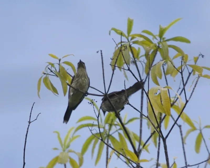 File:Metallic Starling (Aplonis metallica) Q0S6232 - Flickr - Lip Kee.jpg