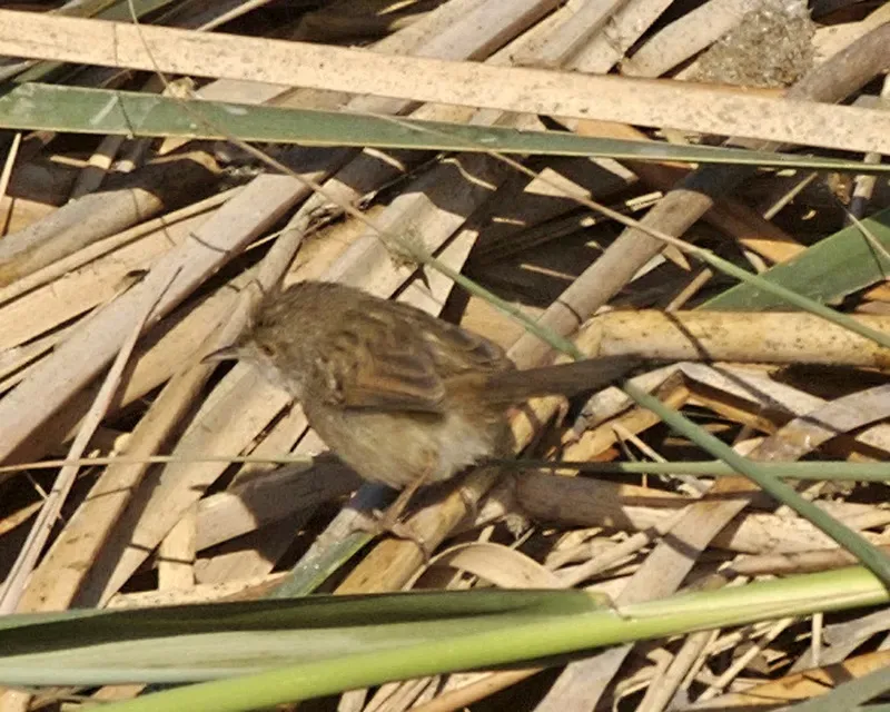 File:Graceful Prinia (Prinia gracilis) - Flickr - Lip Kee.jpg
