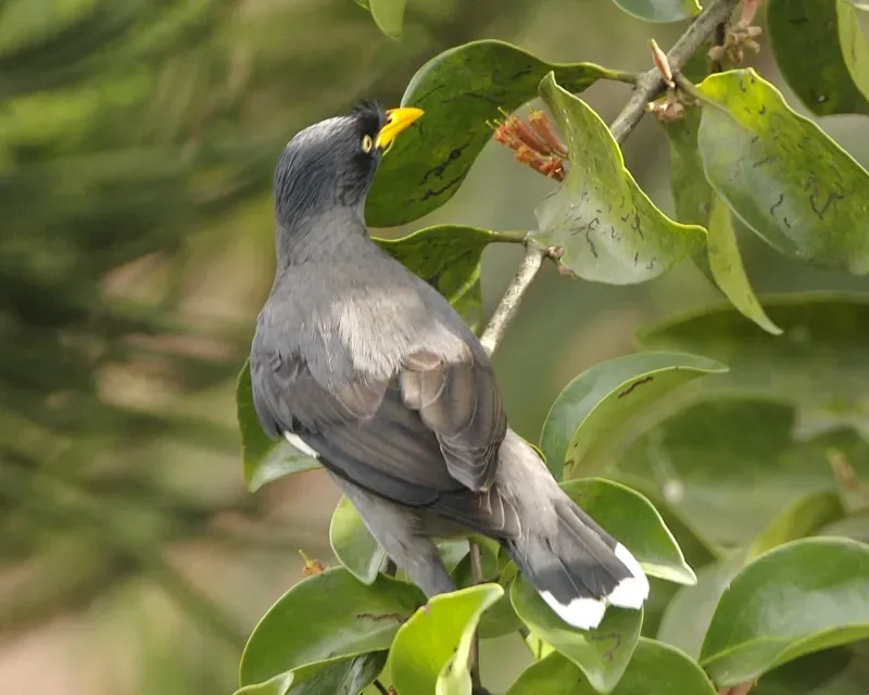 File:Javan Myna (Acridotheres javanicus) - Flickr - Lip Kee.jpg