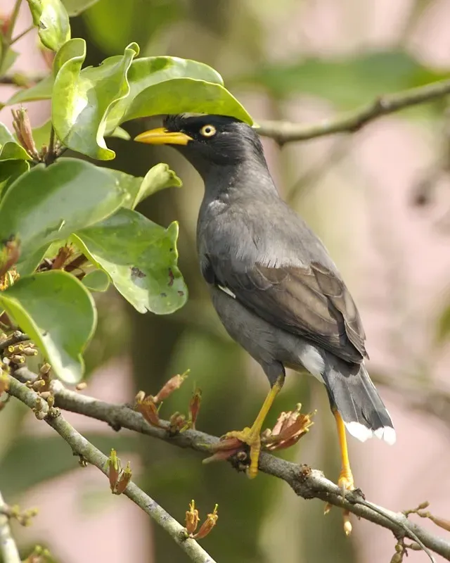 File:Javan Myna (Acridotheres javanicus) - Flickr - Lip Kee (1).jpg