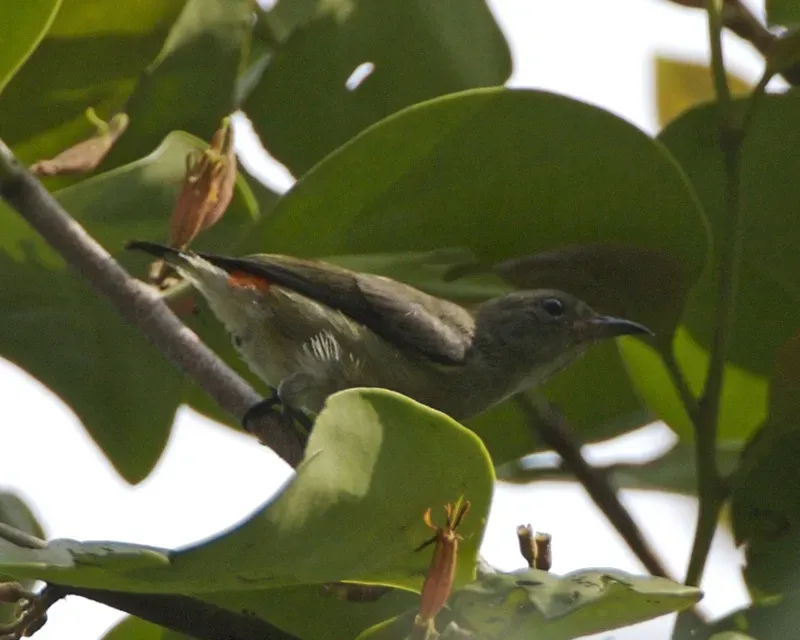 File:Scarlet-backed Flowerpecker (Dicaeum cruentatum ) - Flickr - Lip Kee.jpg