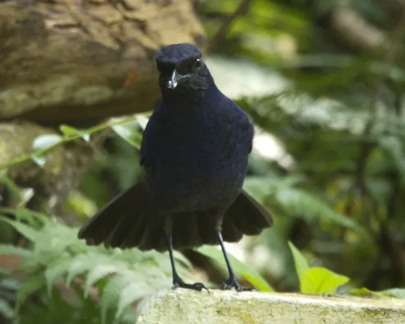 File:Javan whistling thrush (Myophonus glaucinus) - Flickr - Lip Kee.jpg