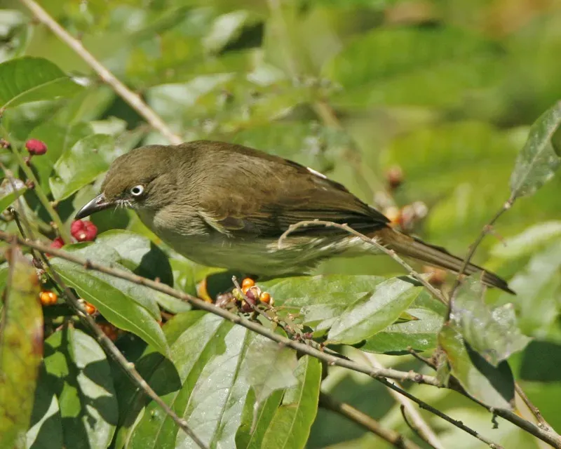 File:Cream-vented Bulbul (Pycnonotus simplex) - Flickr - Lip Kee (2).jpg