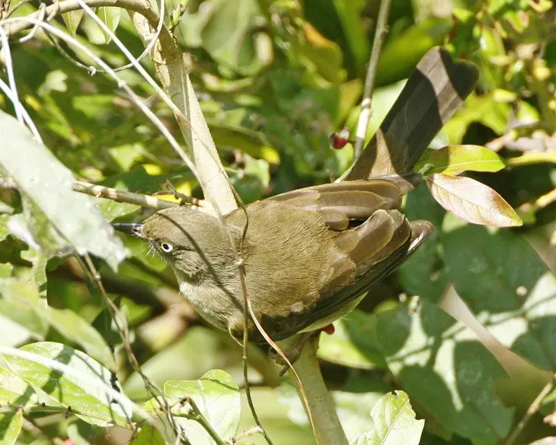File:Cream-vented Bulbul (Pycnonotus simplex) - Flickr - Lip Kee (3).jpg